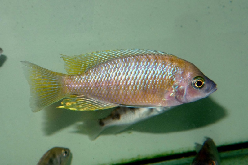 Copadichromis sp. 'flavimanus lundu' Lundu
